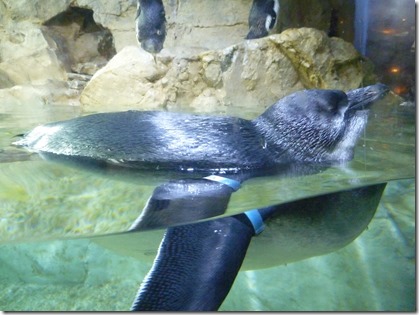 Audubon Aquarium Penguin