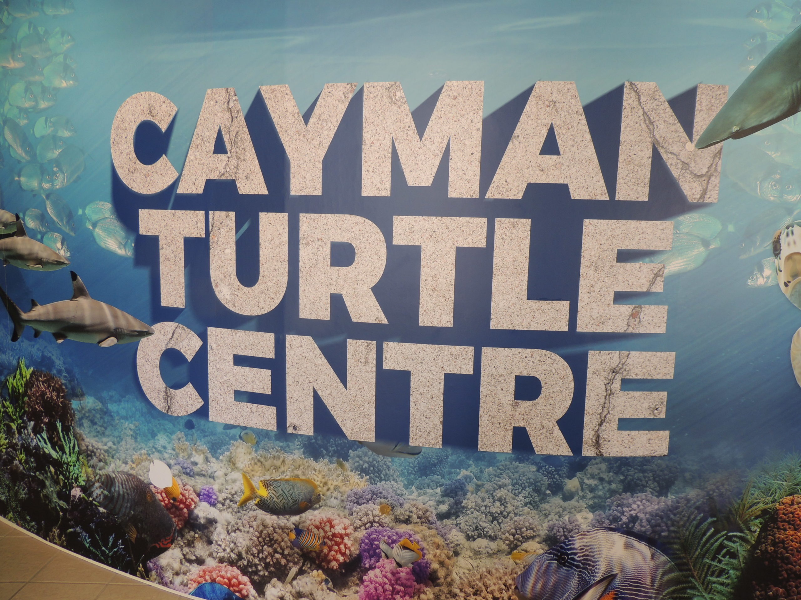 Grand Cayman Turtle Centre - Travel With The Magic | Travel Agent ...