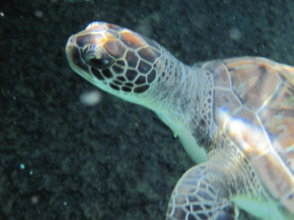 Closeup turtle